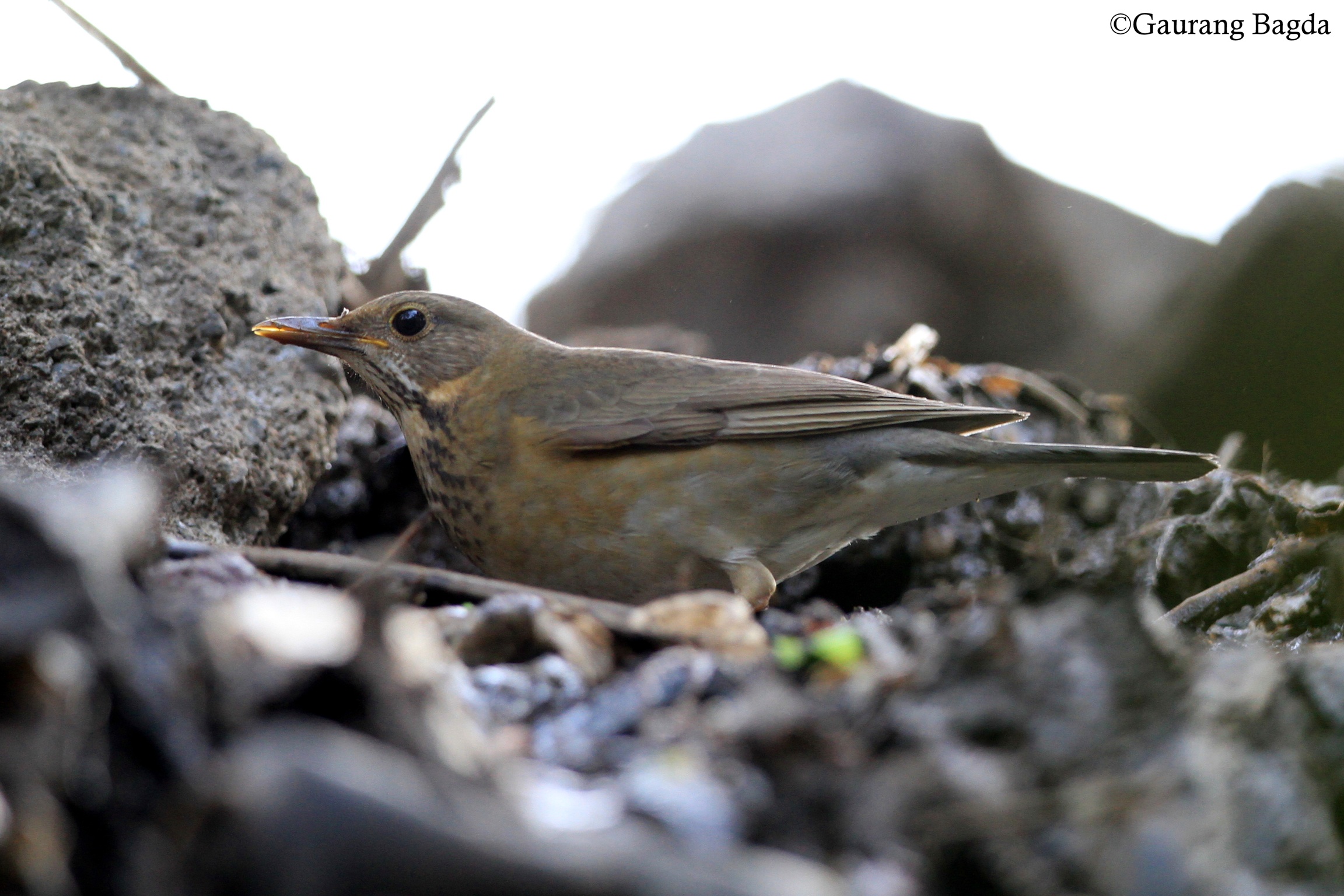 Tickell's Thrush 